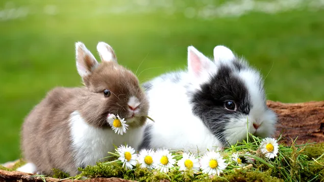 Коричневий кролик і чорно-білий кролик завантажити