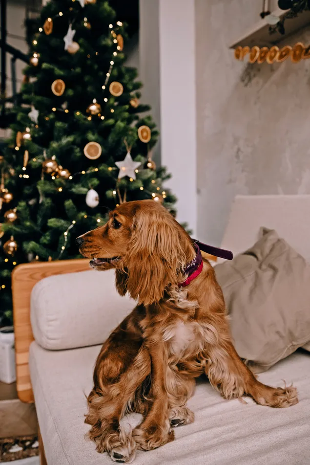 Bruine harige hond zittend op een bank met kerstboom achtergrond