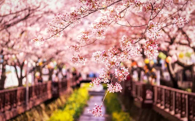 Budding flowers in spring and spring road download