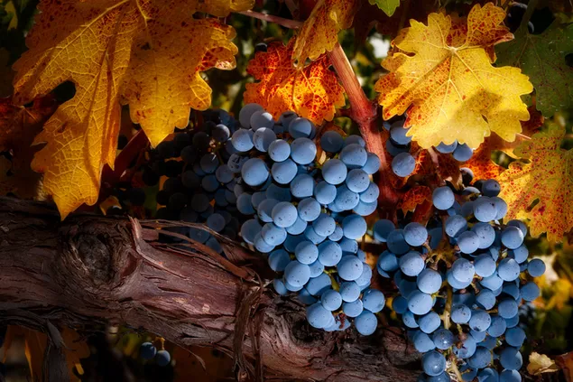 Sekelompok anggur dengan daun musim gugur kering di cabang anggur
