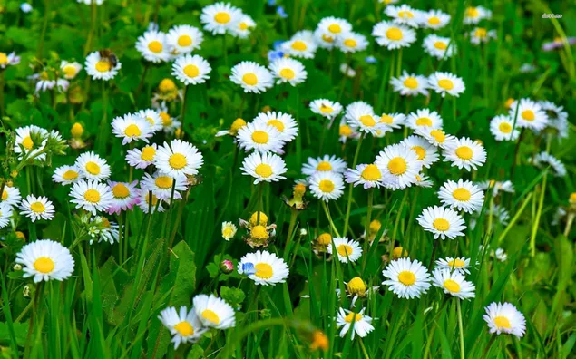 Bunga Daisy unduhan