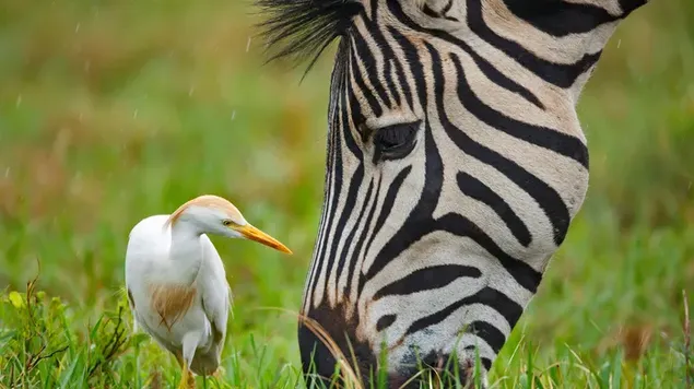  Burchell's zebra and a Cattle Egret