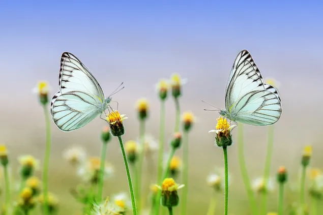vlinders op bloem download