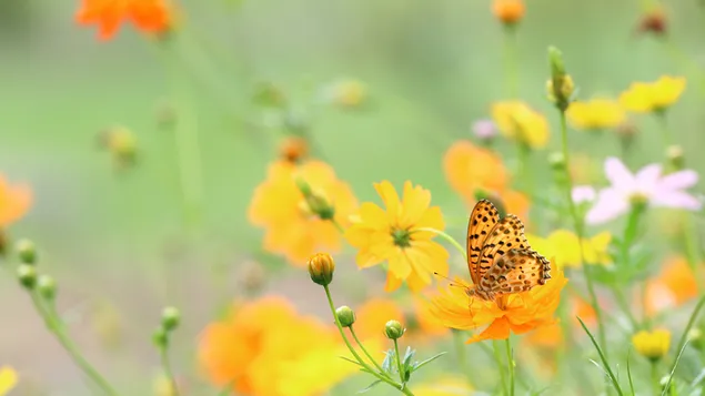 Butterfly and flowers download