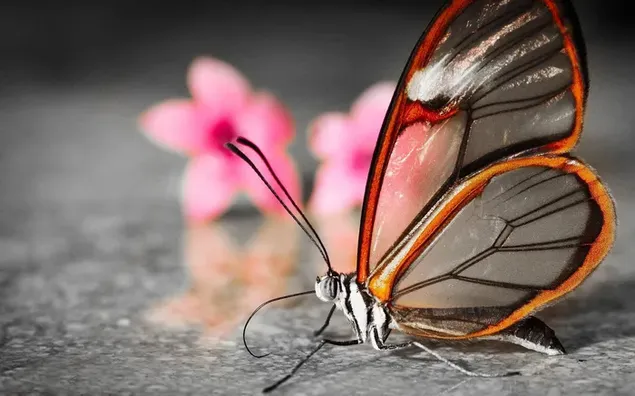 Vlinderafbeelding met geweldige vleugels naast roze bloemen