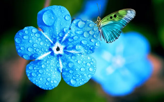 Пеперутка во син цвет од роса 4K тапет