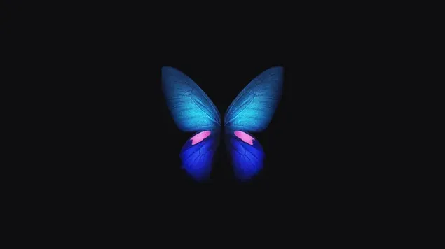 Butterfly in blue tones in front of black background download