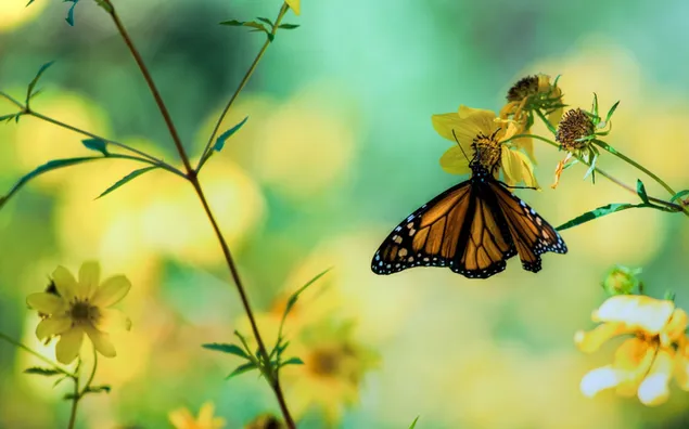 Mariposa en flores amarillas 2K fondo de pantalla