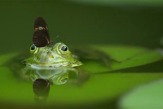 Butterfly landed on a frog 