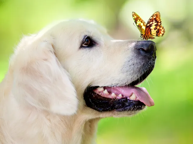 mariposa en la nariz del perro