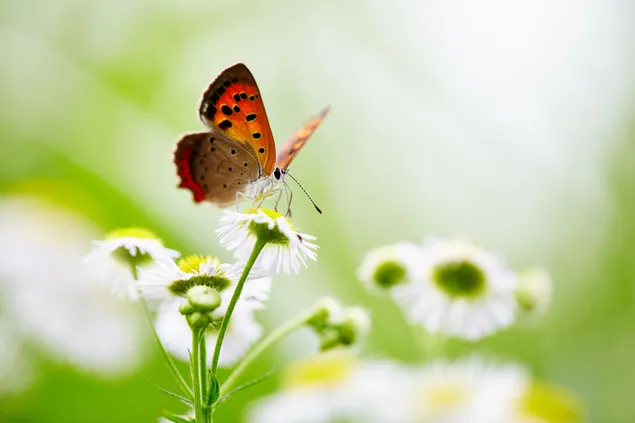vlinder op bloem 4K achtergrond