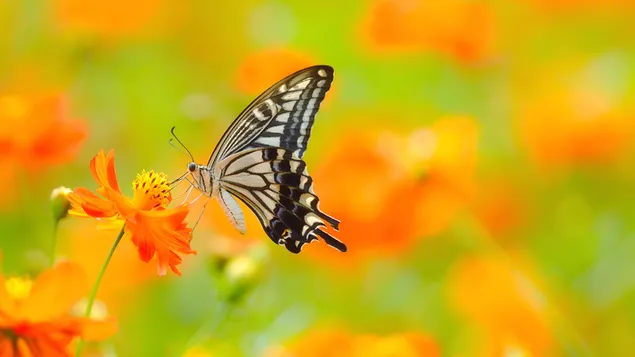 Vlinder aan oranje bloem op onscherpe achtergrond