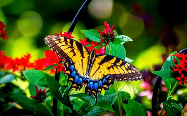 Schmetterling auf roten Blüten und Blättern