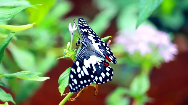 Butterfly riding on flower download