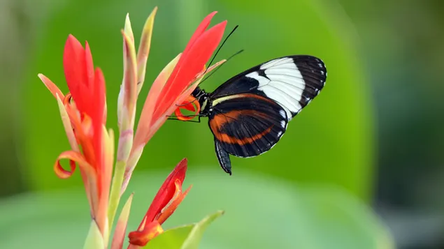 Vlinder tropische bloem download
