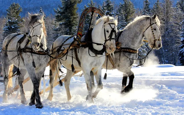 caballos en la nieve