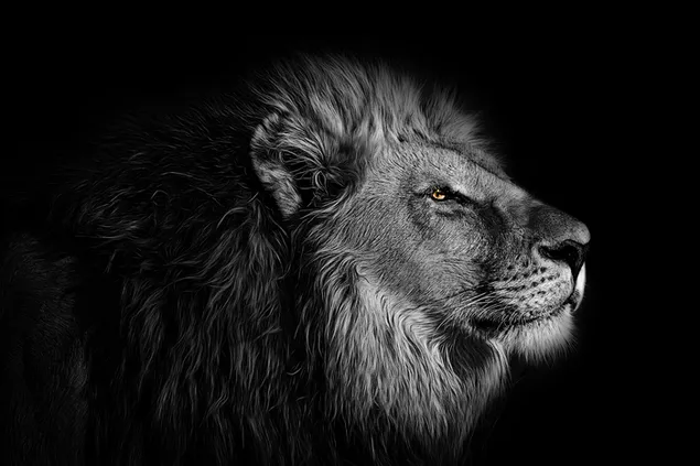 cabeza de león frente al fondo negro descargar