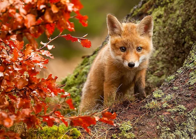 Cachorro de zorro en otoño