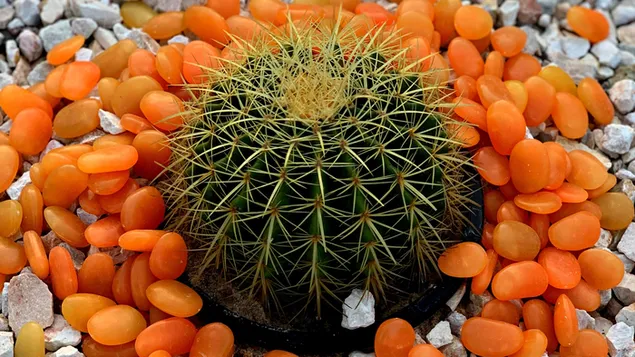 サボテン植物、砂漠植物、サボテン植物 4K 壁紙