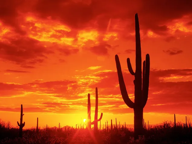 Kakteen und Sonnenuntergang in der Wüste HD Hintergrundbild