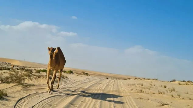 Camello errante en el desierto