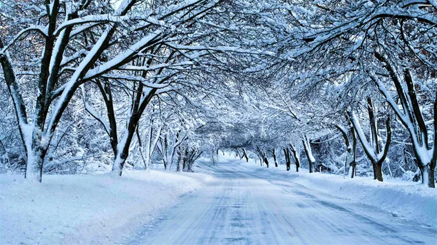 Camino a través de árboles cubiertos de nieve