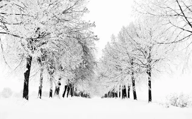 Camino nevado que pasa por los árboles cubiertos de nieve en invierno