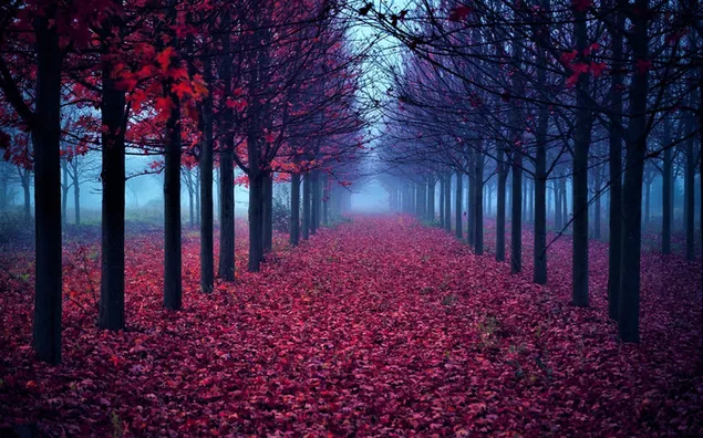 Camino rojo de otoño descargar