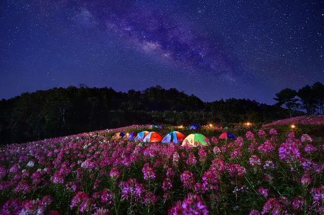 星空の下の花畑でキャンプ 2K 壁紙