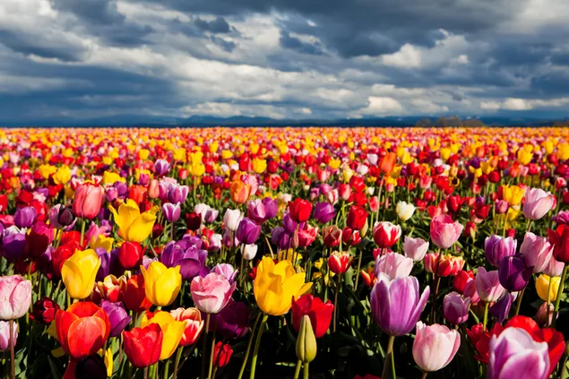 Campo de tulipanes coloridos