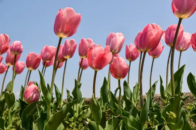 Campo de tulipanes rosas descargar