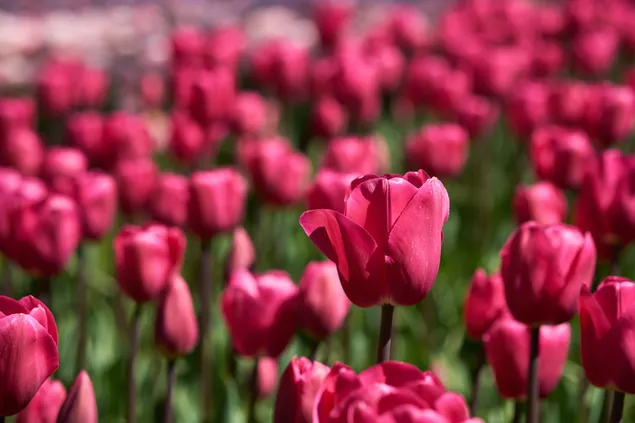 Campo de tulipanes rosas