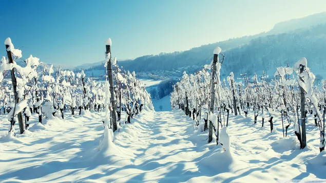 Campo de uva e invierno