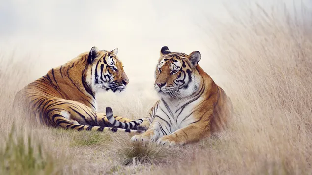 草の上で休んでいる2頭のトラ