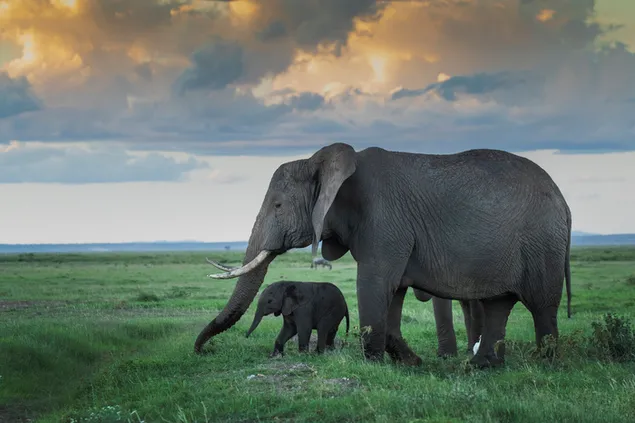 草の中を歩く赤ちゃんゾウと母ゾウ