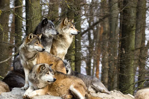 Familia de lobos cuidadosos juntos en el bosque 2K fondo de pantalla