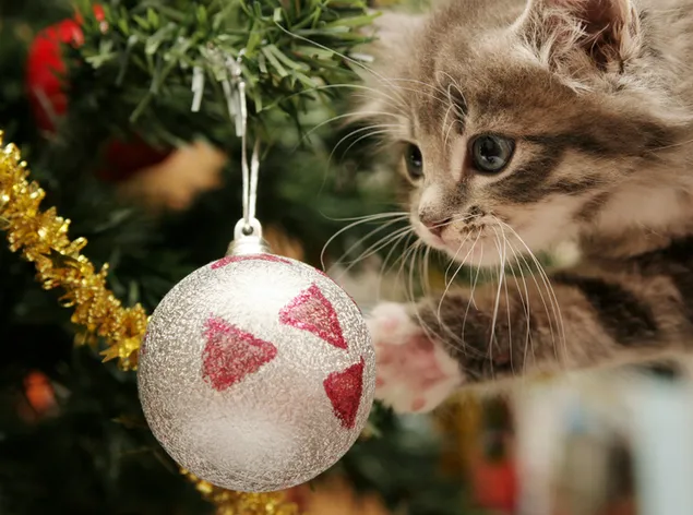 Katze und Weihnachtsschmuck