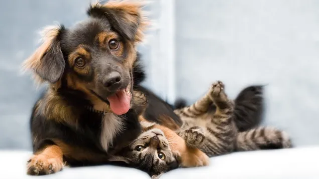 猫と犬のネクタイ ダウンロード