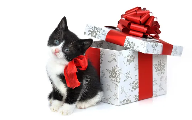 Gato y caja de regalo