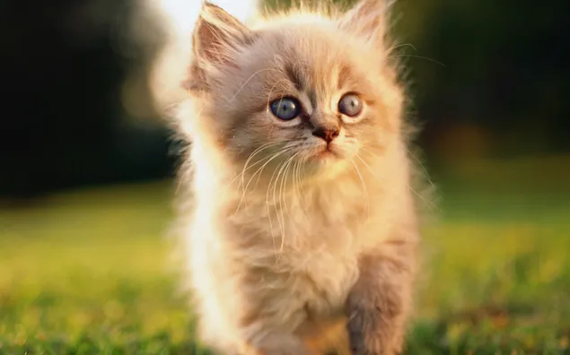 Katze, süß, Kätzchen herunterladen