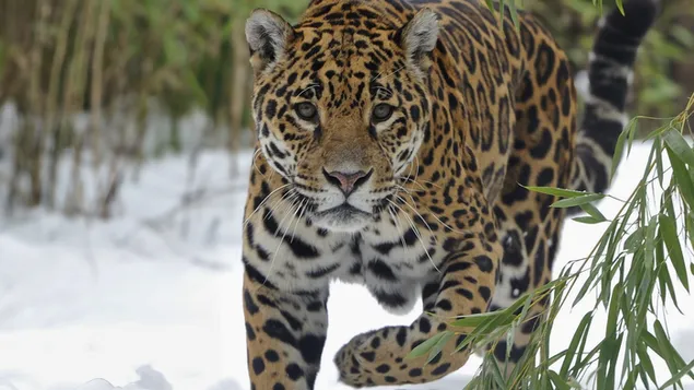 เสือดาวตระกูลแมว 2K วอลเปเปอร์