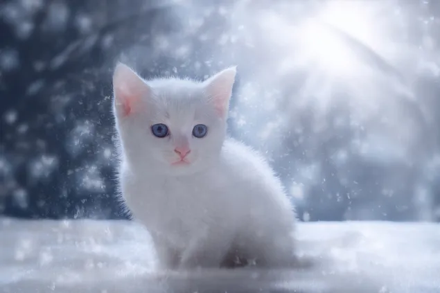 Kat in sneeuwval