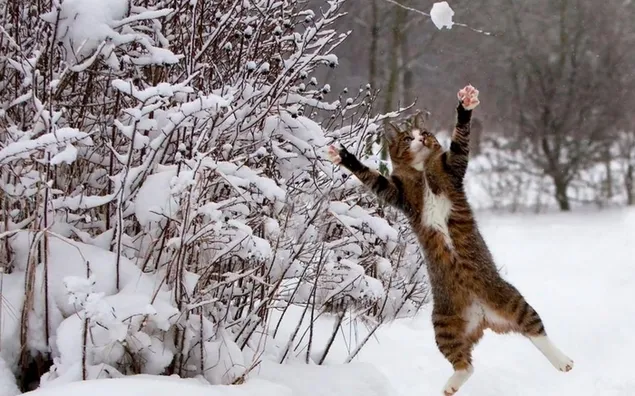 Kucing melompat di salju unduhan