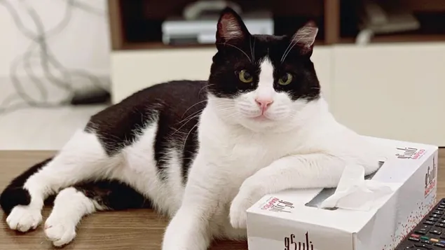 Cat Leaning in the Tissue Box 4K wallpaper