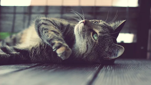 Páipéar balla Cat breathnú suas staidiúir4K