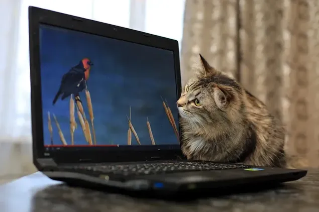 gato, mirar, pájaro, en, computador portatil 2K fondo de pantalla