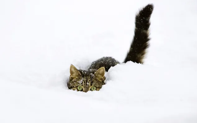 gato, pata, peludo, mascota, animal, lindo, nieve HD fondo de pantalla