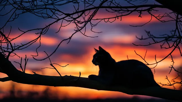 muat turun siluet kucing berehat di cawangan pokok terlantar berlawanan dengan horizon langit senja
