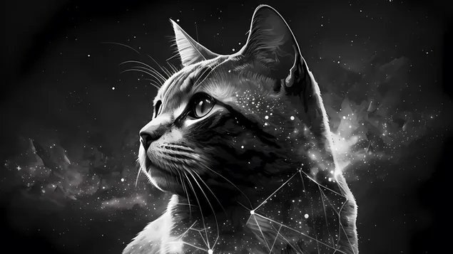 Cat stars Constellation download