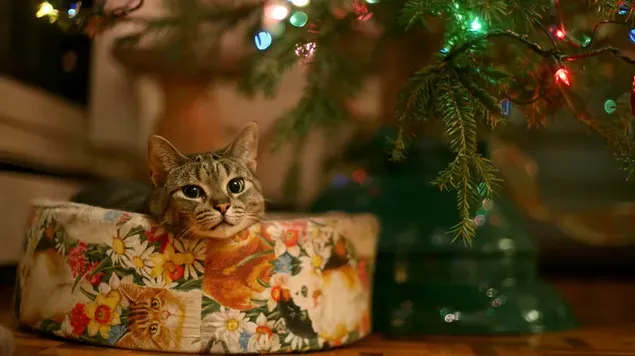 プレゼントを待つ猫 HD 壁紙